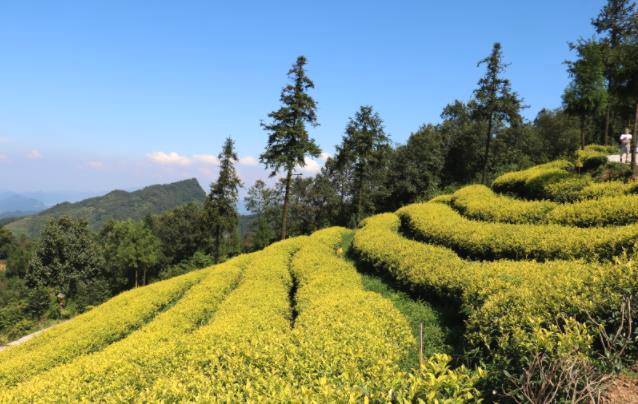 有关于种茶种出小康新生活：盐津牛寨乡龙茶村的脱贫记的信息(2)