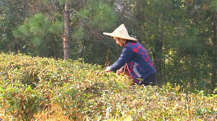有关于《外来媳妇本地郎》之“有茶有真相”（梧州六堡茶专集）即将播出的消息(2)