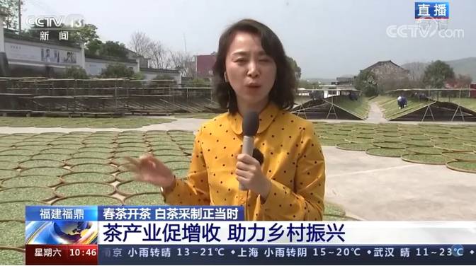 有关于第十届福鼎白茶开茶节在点头镇观洋村举行的热门信息(4)