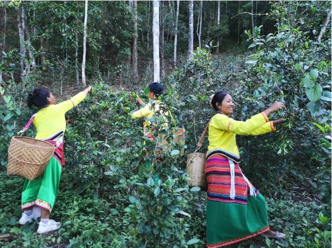 有关于普洱市：思茅区思茅港镇召开茨竹林村老安寨古茶首届春茶开采节的最新消息(5)