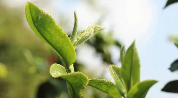 有关于云南各地春茶开采 一片茶叶成就一个绿色产业的最新信息(1)