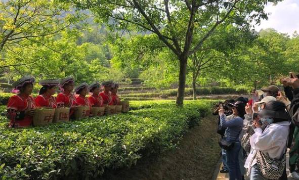 有关于茶旅融合，带动“滇红第一村”一年增收800万元的最新消息(4)