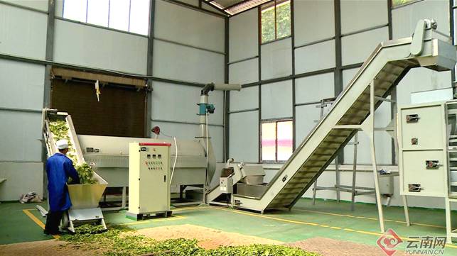 关于云南绿春牛孔镇：春茶收货季 茶农采茶忙的最新消息(1)