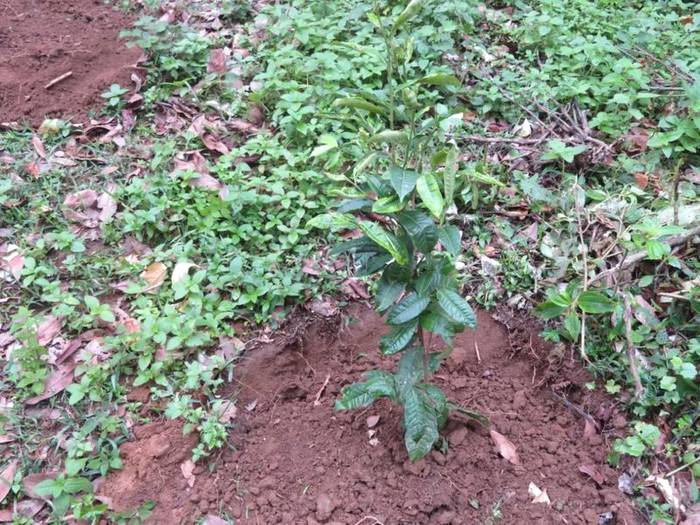 关于小新街乡:加大古树茶种植 夯实乡村振兴产业基础的热门信息(2)