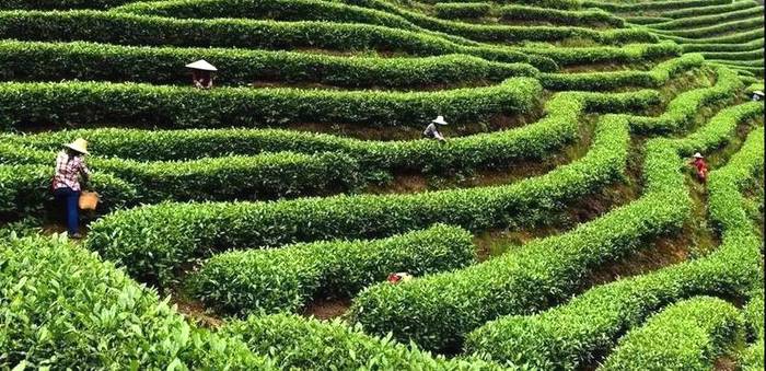 有关于强化邛崃黑茶品牌打造促进邛崃市茶产业发展的资讯(5)