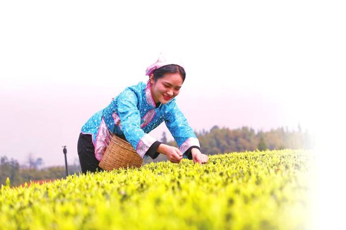 有关于【10+3产业发展·川茶】纳溪如何种出百亿元“特早茶”的消息