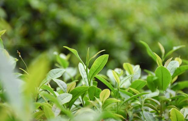 有关于“打地标牌，做茶产业”2021年3月10日陕西春茶发展交流座谈会召开的最新消息