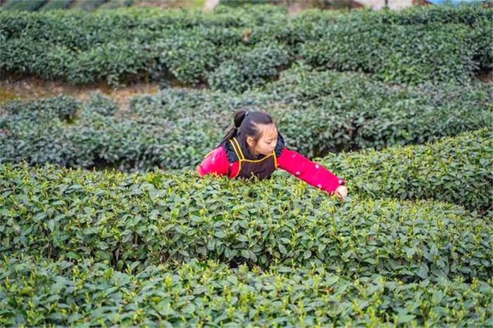 关于打造“甜城茶乡”，内江茶叶如何破题出圈？的新闻(4)