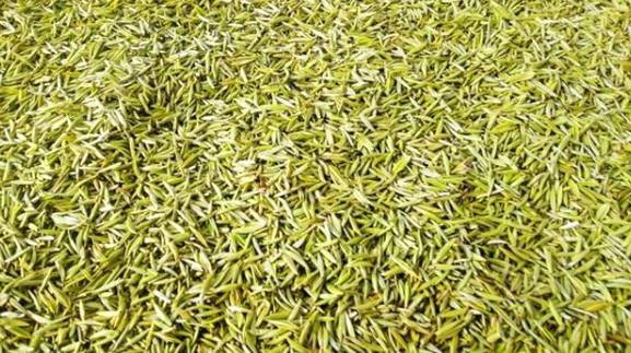 关于陕西汉中:春茶采摘正当时,不负春光不负民的最新信息(6)