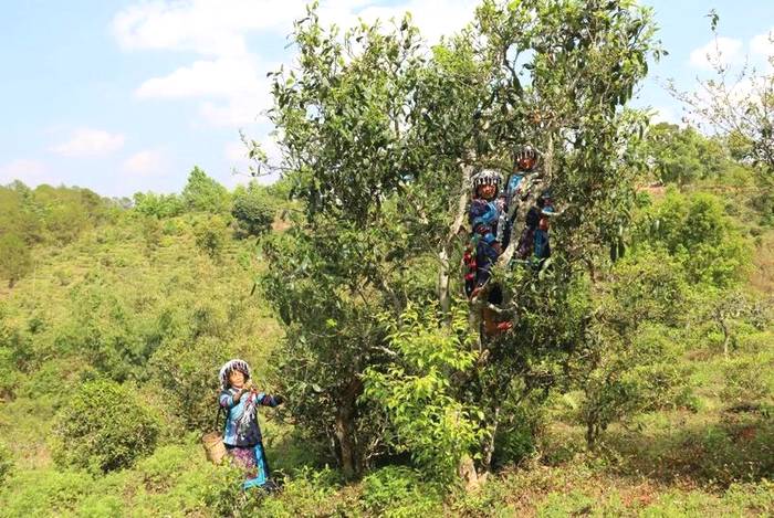 关于墨江新抚镇:春茶岭上香 茶农采摘忙碌碌的资讯(18)