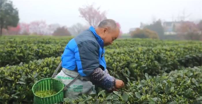 有关于雅安海棠村：穿越茶乡古镇 追逐大地掌纹的消息(5)