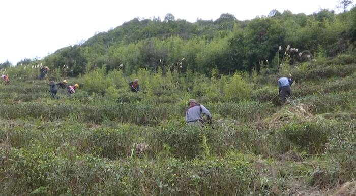 有关于安溪芦田：冬季管护热潮开启“护春茶”模式的最新资讯