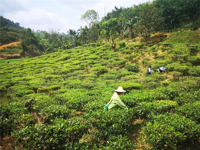 关于海南:五指山茶青大丰收 政企农携手促发展的最新信息(21)