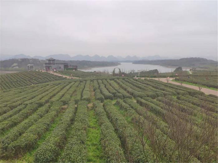 关于贵阳清镇市红枫湖镇多家茶企业及茶业合作社春茶开采的新闻(2)