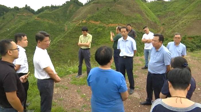 关于全面激发茶产业发展活力,市人大常委会调研组到苍梧县开展茶产业发展专题调研的最新信息(1)