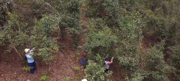 有关于倚邦茶山：春茶丰产采收忙 品质优良价格稳中有升的最新消息(1)