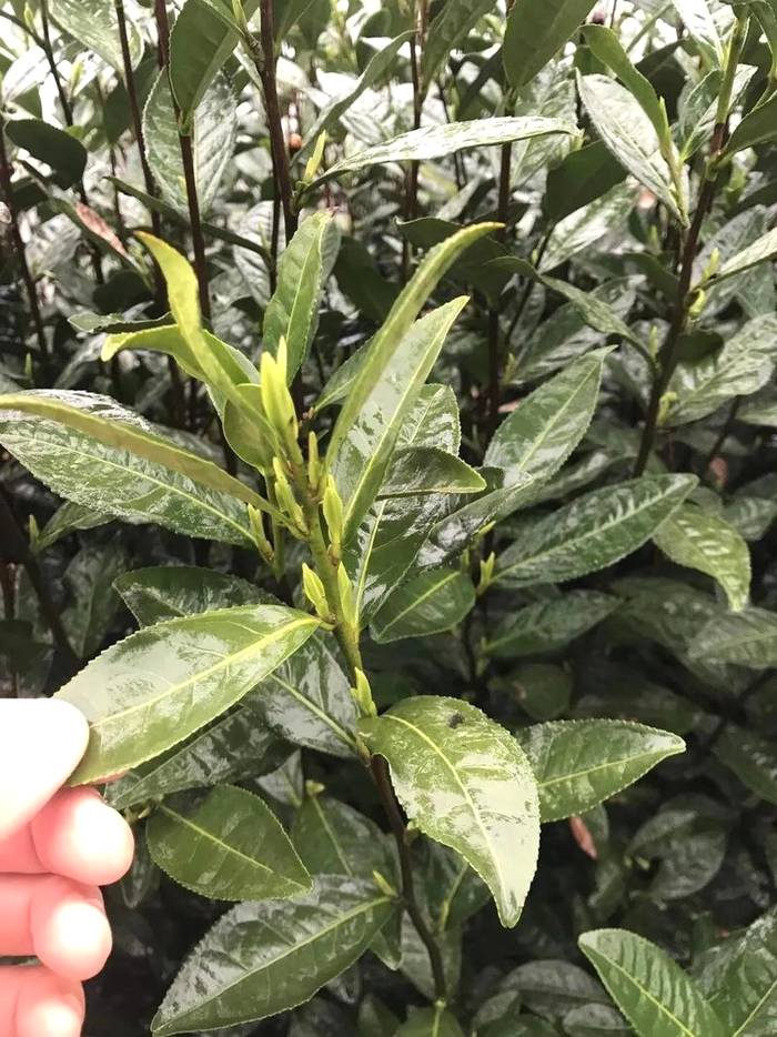 关于茶产区2021年信息快报：崇仁横岗龙井43生长情况的新闻(1)