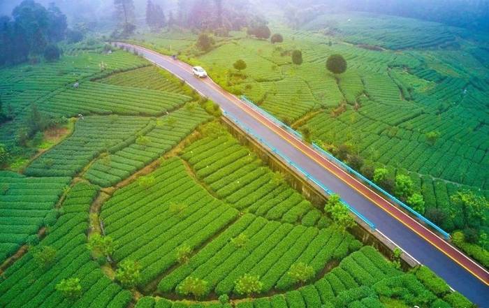 有关于围观2021年度雅安“最美农村公路”——中国至美茶园绿道的最新消息(3)