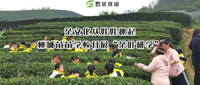 关于茶文化从娃娃抓起，林城苗苗学校开展“茶叶研学”的热门新闻