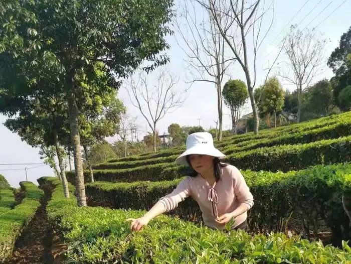 关于普洱市思茅港镇:茶树正露尖尖芽,早春时节把茶采,茨竹林村喜迎春茶采摘的资讯(3)
