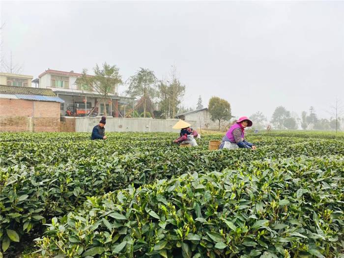 有关于雅安海棠村：穿越茶乡古镇 追逐大地掌纹的消息(3)