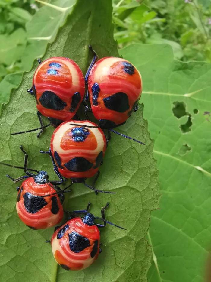 有关于勐海贺开：遇见最美茶园，230余万株古茶树备受“呵护”的最新资讯(12)