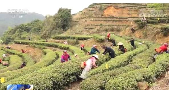 关于全国春茶采摘好时节 茶农忙着采摘新春第一捧新茶的信息(3)