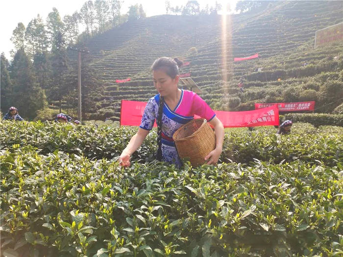 有关于江西遂川：采茶姑娘是茶园内一道靓丽的风景线的新闻(5)