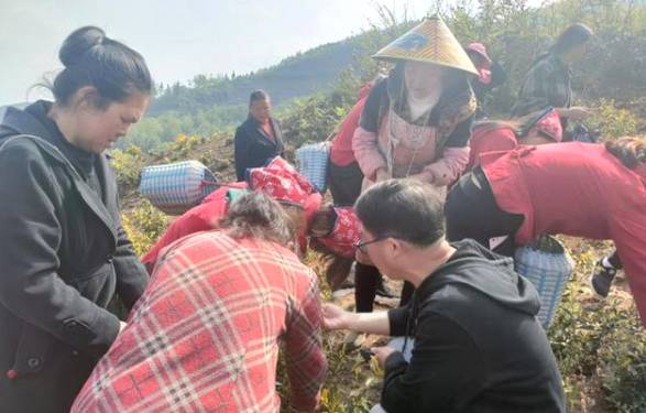 关于毕节市茶产业科技创新人才团队专家现场指导群众采茶的热门信息(3)