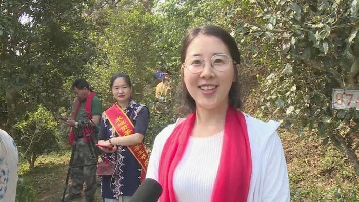 有关于墨江米地古树茶开采 拍卖所得28万元全部捐赠的最新信息(7)