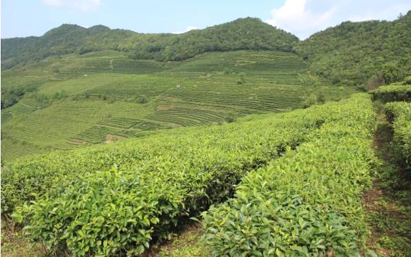 关于镇沅县获评2021年“区域特色美丽茶乡”的热门新闻(2)