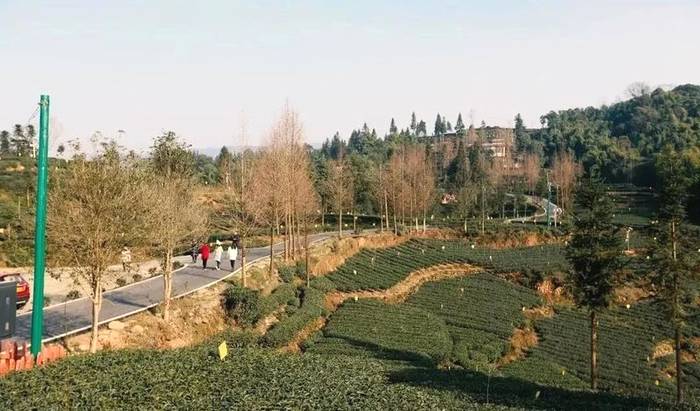 关于雅安：来！茶海冲浪 杯中有你 追逐春天的丝滑的最新消息(9)