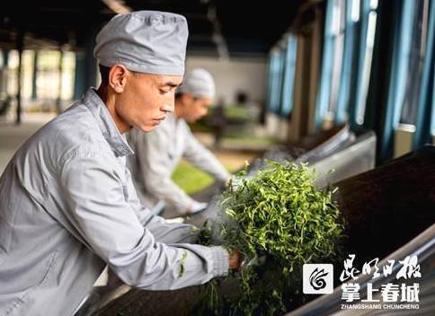 关于云南春茶逐渐上市！古树茶持续“发烧”有机茶渐行渐稳的热门消息(4)
