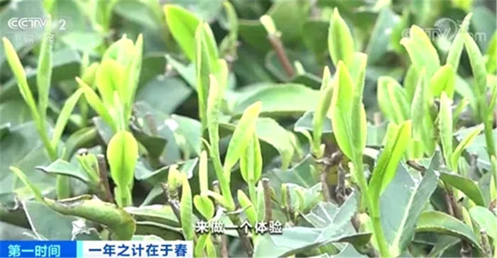 有关于中国茶产业十四五发展规划建议 边销茶增值税免征 中国茶企困于云端的最新资讯(6)