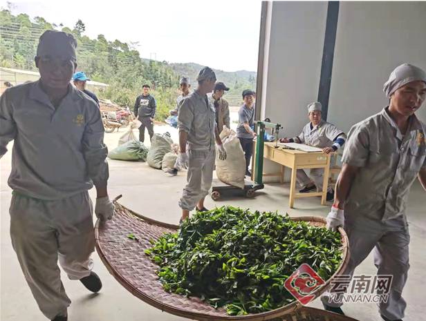 关于南糯山半坡老寨：寨因茶而兴、民因茶而富的热门消息(2)