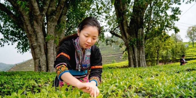 关于三月春光好采茶 宁洱20余万亩现代生态茶园进入采摘期的最新信息(7)