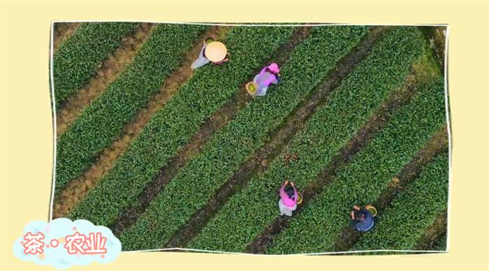 有关于雅安海棠村：穿越茶乡古镇 追逐大地掌纹的消息