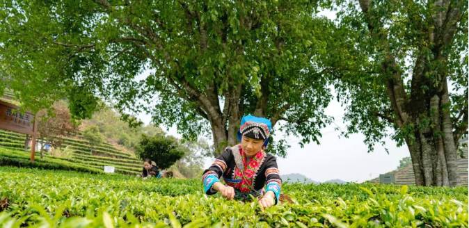 关于三月春光好采茶 宁洱20余万亩现代生态茶园进入采摘期的最新信息(4)