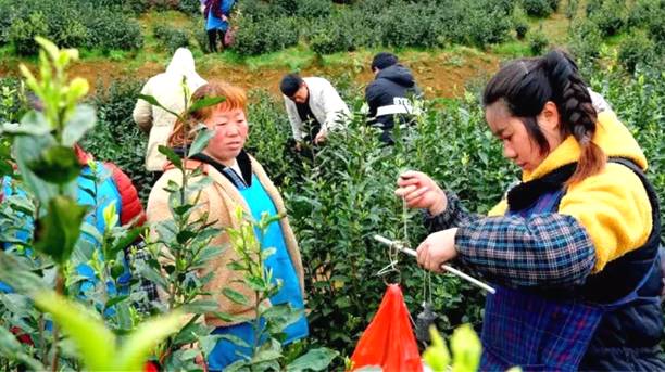 有关于黔西南35万亩春茶迎来采收季 茶农采茶忙的热门消息(1)