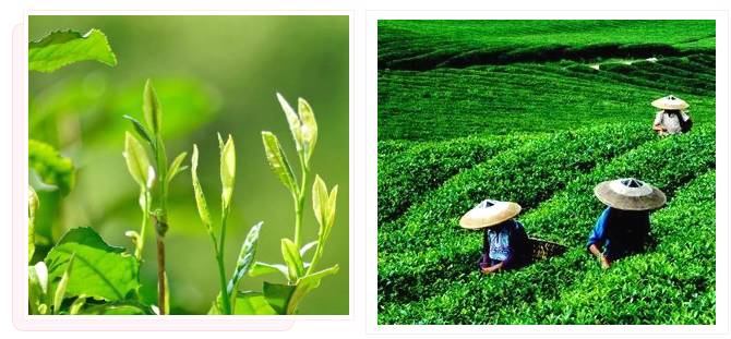 有关于恩施春茶价格攀高，鲜叶每斤卖到100元！的新闻(1)