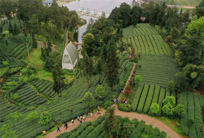 有关于埋头种茶 抬头探“路”——四川春茶主产区走访见闻的消息(1)