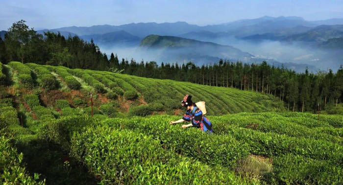 关于“中国彝茶之乡”称号为何花落四川省马边县？的消息