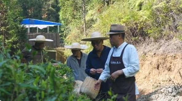 有关于云南各地春茶开采 一片茶叶成就一个绿色产业的最新信息(21)