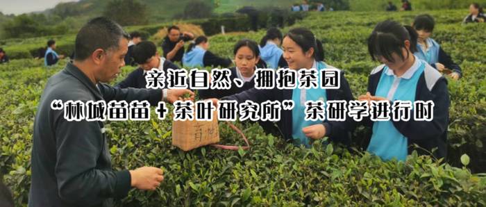 有关于亲近自然、拥抱茶园|“林城苗苗+茶叶研究所”茶研学进行时的最新资讯