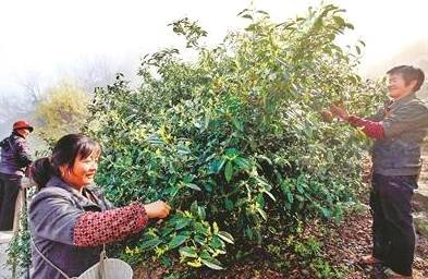 关于千岛湖鸠坑茶启动中国重要农业文化遗产申报的信息