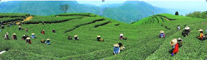 关于新华每日电讯：百年“坦洋工夫”，富民再显“功夫”的热门消息