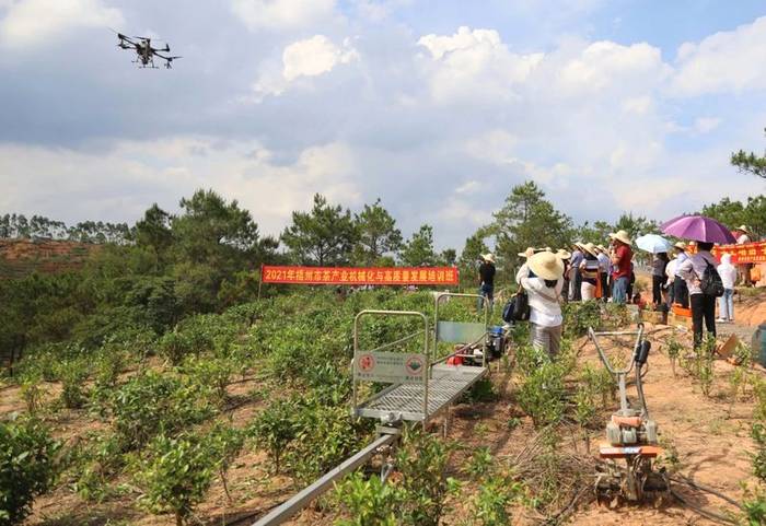 有关于力推茶园管理机械化 服务六堡茶产业发展的热门资讯(8)