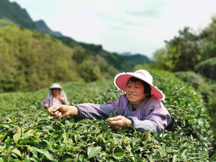 有关于汉中仙毫 漆树坝镇：小小茶叶托起振兴梦的最新消息(1)