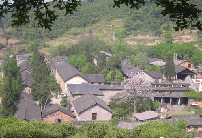 有关于张天福选址的茶场，诞生西湖龙井的贵州“私生子”的热门资讯(3)