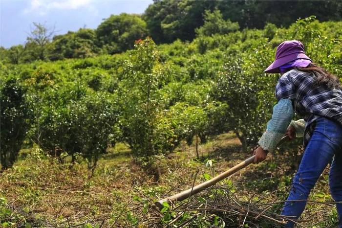 关于曼冈青年 助力打造鹿塘山生态茶园样板区的热门消息(4)